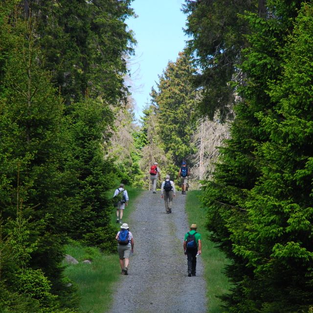 Mitten im Harz